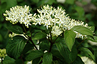 Cornus sanguinea